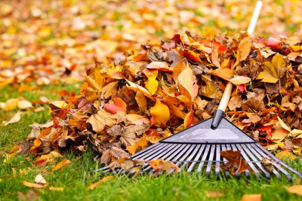 Leaves Removal in Saint Charles