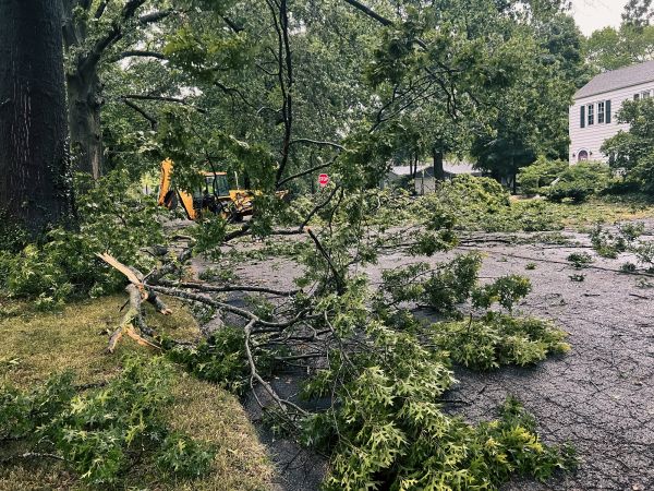 Tree Branch Disposal in Saint Charles