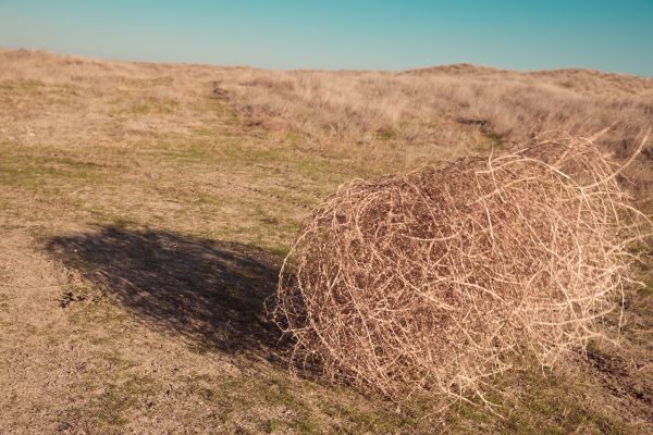 Tumbleweed Removal in Saint Charles