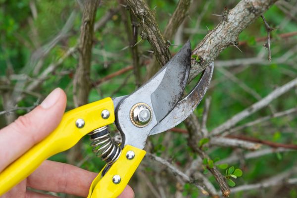 Limbs Removal in Saint Charles