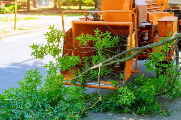 Tree Branches Removal in Saint Charles