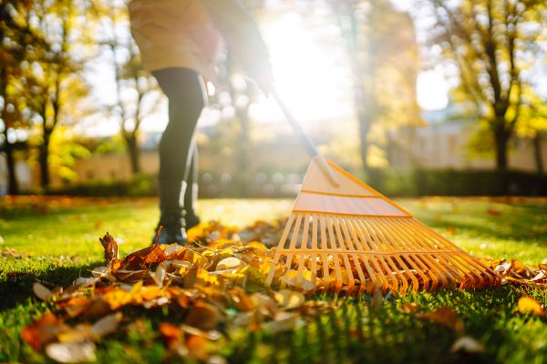 Leaves Raking in Saint Charles