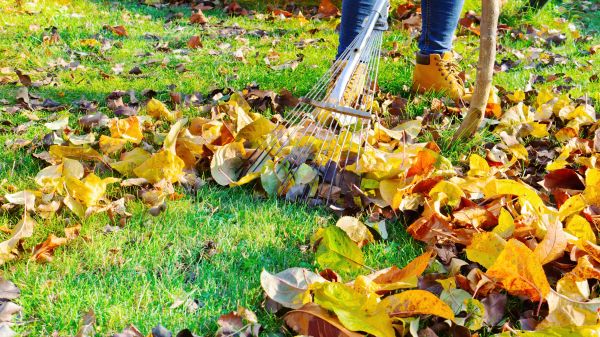 Lawn Cleanup Service in Saint Charles