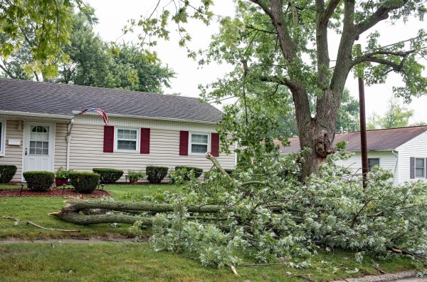 Fallen Branch Removal in Saint Charles